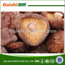 Gaishi cogumelo Shiitake seco de alta qualidade